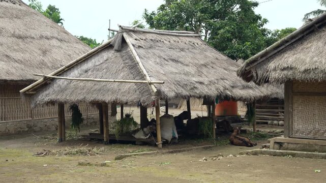 Handheld View of Traditional Sasak Village Houses and Thatched Roof Architecture in Sade Lombok