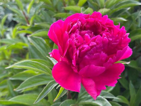 Bright pink peony flower paeonia lactiflora