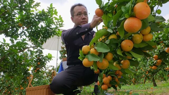 Orange branches bend down under ripe fruit, and orchard workers pick oranges into baskets.