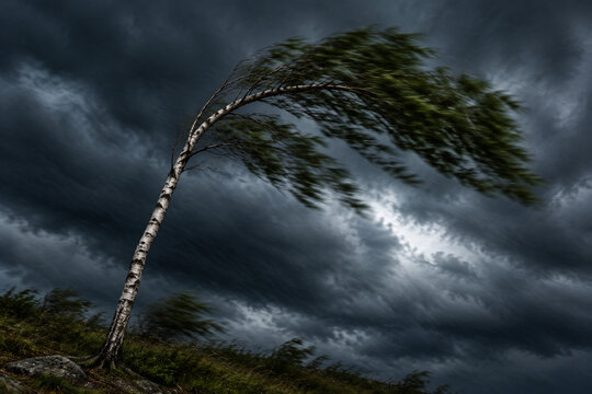 A slender birch tree bent into an arch by strong winds during a storm.