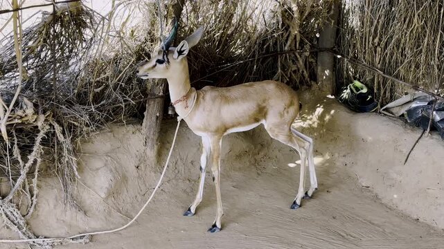 A Slender coated gazelle also known as slender horned gazelle in DNP Jaisalmer, Rajasthan