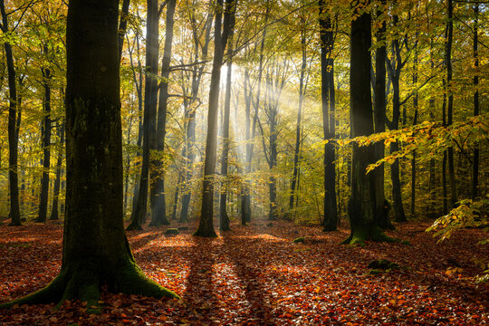 Beautiful morning in the autumn forest