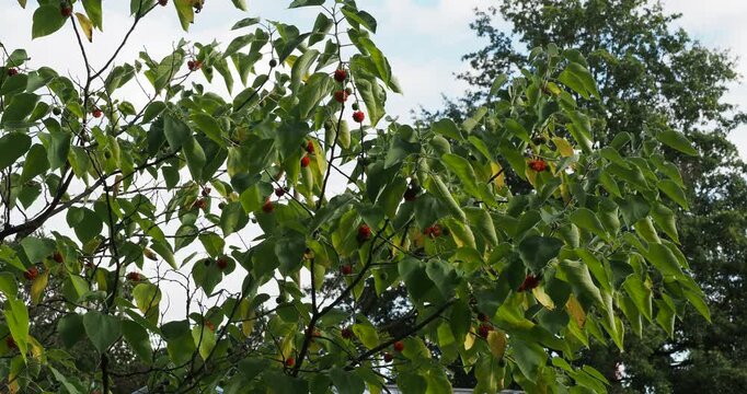 Broussonetia papyrifera |  Paper mulberry tree - Kapa - Wauke.  Ornamental tree with its flowers and red-orange drupes and also  used for papermaking thanks to its fibrous inner bark.