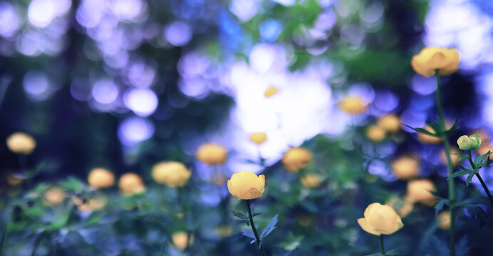 Plants and flowers macro. Detail of petals and leaves at sunset. Natural nature background.