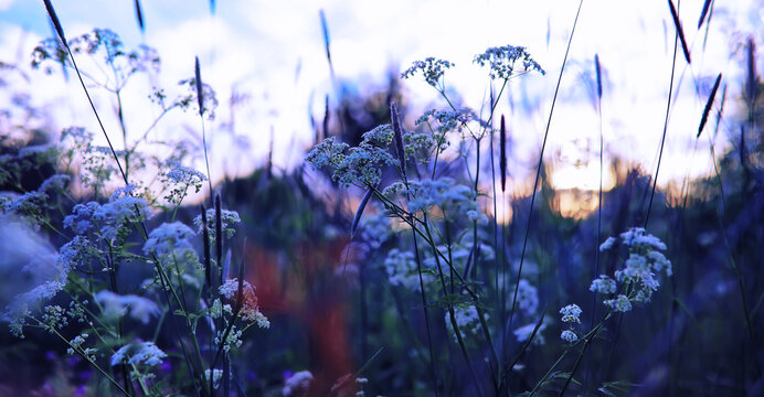 Plants and flowers macro. Detail of petals and leaves at sunset. Natural nature background.