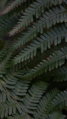 Detailed close-up shot of overlapping green fern leaves with subtle reddish edges. Ideal for nature backgrounds, botanical themes, biology, and organic textures. © Alina