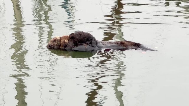 An endangered Sea Otter, Enhydra lutris nereis, floating on its back cuddling her cute baby.
