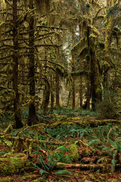 Moss covered trees in a lush temperate rainforest