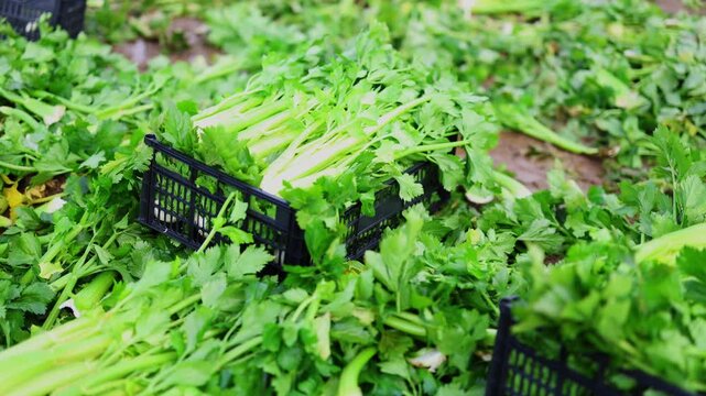 Close-up of farmer's gloved hand carefully placing freshly picked green celery stalks into box in field 