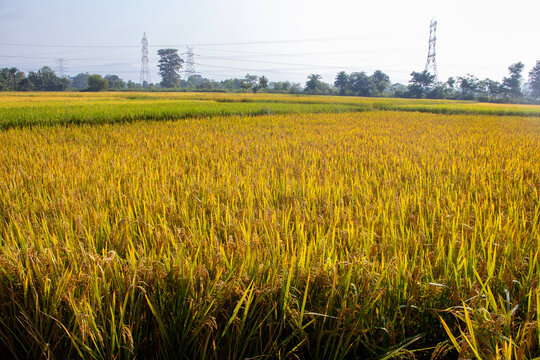 Lush green paddy fields showcase agricultural beauty, with vibrant rice plants, fertile soil, peaceful countryside scenery, and traditional farming landscapes.