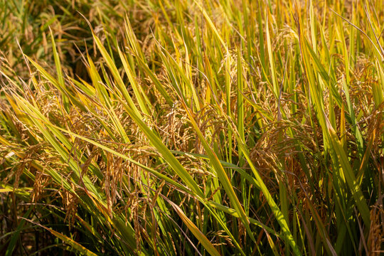 Lush green paddy fields showcase agricultural beauty, with vibrant rice plants, fertile soil, peaceful countryside scenery, and traditional farming landscapes.