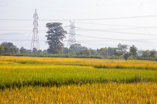 Lush green paddy fields showcase agricultural beauty, with vibrant rice plants, fertile soil, peaceful countryside scenery, and traditional farming landscapes.