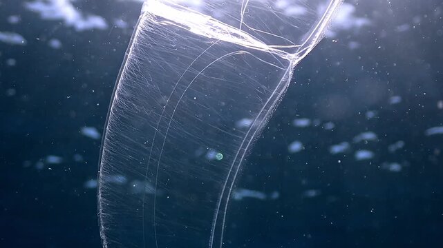 Macro tracking shot moving up the translucent body of a Cestum Veneris comb jelly, revealing its ciliated bands and resting on an attached hyperiid amphipod.