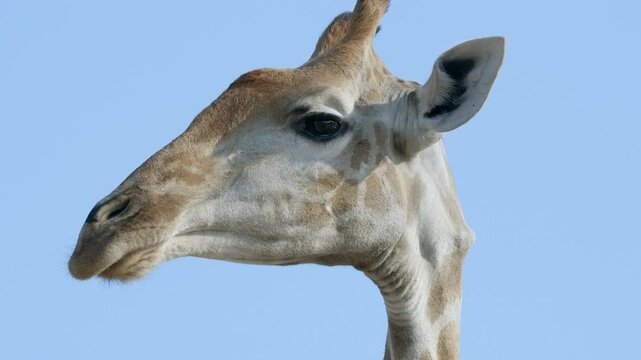 Close up full frame side profile of a wild Southern giraffe looking alert and watchful with raised ears against a clear blue sky background. Shot in natural daylight, Botswana, Africa.