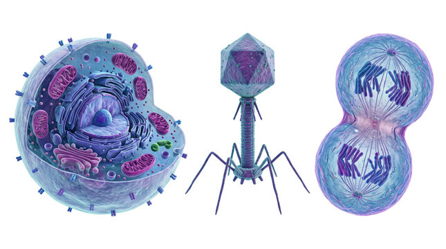 3D of a cross-section animal cell, a bacteriophage virus, and a cell undergoing mitosis with chromosomes, isolated on white