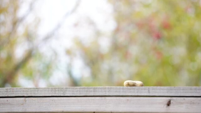 Hand puts peanut on wooden ledge, a blue jay then flies in to grab it.