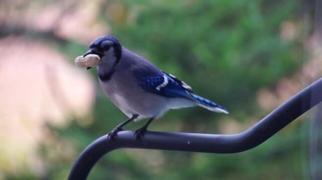 Peanut setting on arm of a chair. Blue jay flies in and sits with it in its mouth before flying off.