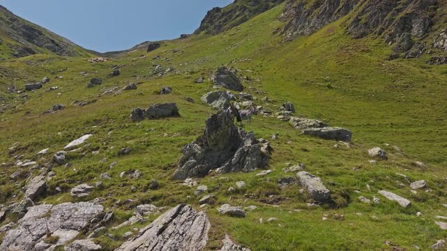 Donkeys Beside Large Rock on Alpine Slope