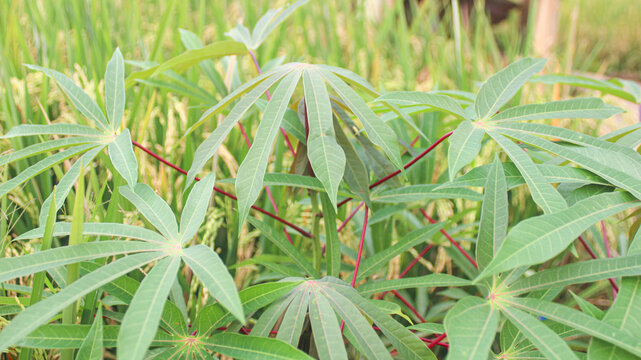 Vibrant green cassava leaves with reddish stems growing near a rice field, showcasing tropical intercropping