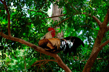 A colorful rooster sits comfortably on a wooden branch under the shade of a leafy tree. © apinya