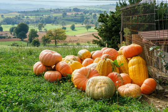 Calabazas