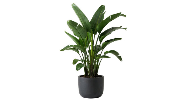 Green indoor plant with long leaves in a dark grey pot isolated on transparent background