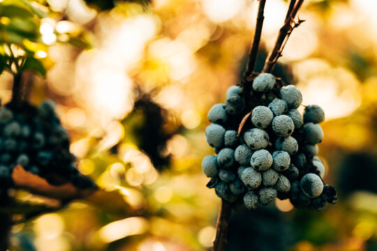 Close-up of ripe dark blue berries and red autumn leaves on a shrub in warm sunset light, with shallow depth of field and glowing round bokeh highlights.