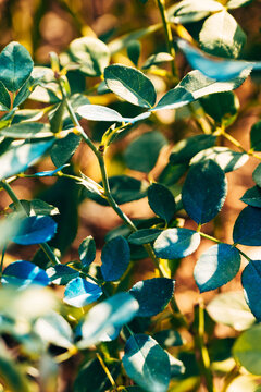 Conceptual shot of rose bush leaves selectively spray-painted with vibrant blue paint. Concept of human intervention in nature, creative art concepts, artificial coloring, and environmental contrast.