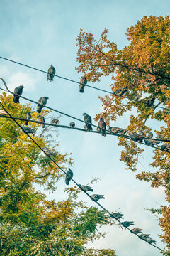 Multiple pigeons perched on black overhead wires against a soft blue sky and golden autumn foliage. Urban wildlife, bird watching, natural behavior and seasonal outdoor environment.