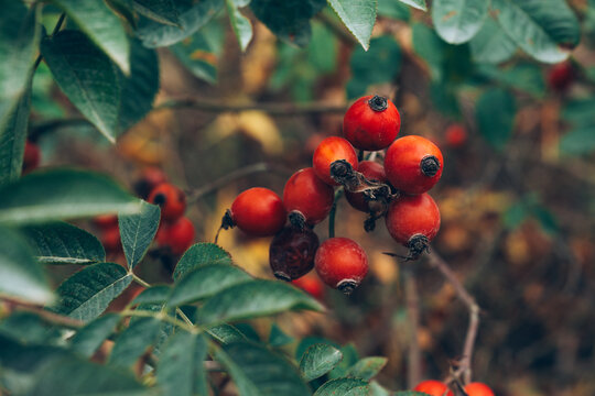 Vibrant red rose hips growing on a wild rose hip bush in autumn. Concept of wild harvesting, natural medicine, herbal tea ingredients, vitamin C source, and autumn flora.
