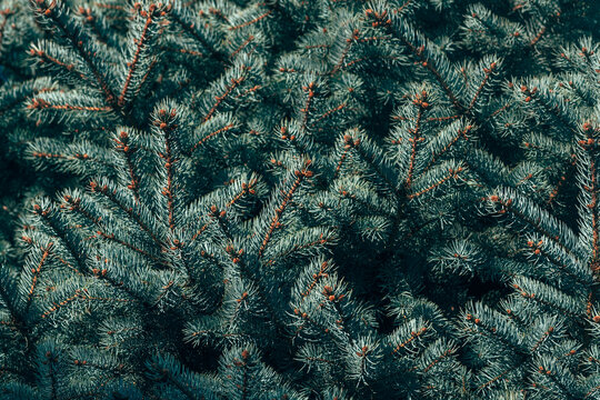 Evergreen conifer branches filling the frame, showing a repeating pattern of silvery blue-green needles and reddish stems, ideal as a natural background or Christmas tree texture.