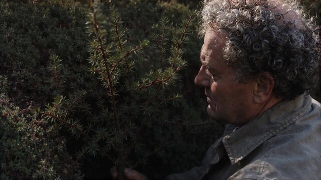 Man farmer placing hedgerow sapling