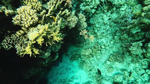 School of fish swims alongside lionfish near a coral reef in red sea. Underwater life, Egypt