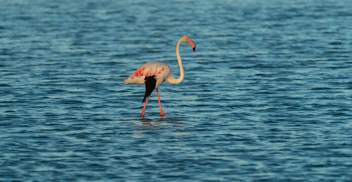 Graceful flamingo wading alone in tranquil blue water