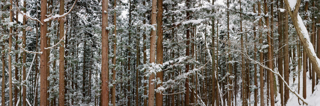 Snow-covered pine forest japan winter landscape