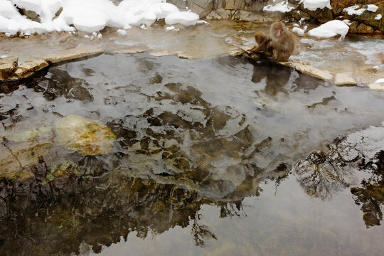Japanese macaques bathing in hot spring, nagano