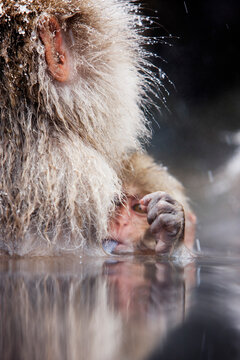 Japanese macaque sticking tongue out in hot spring