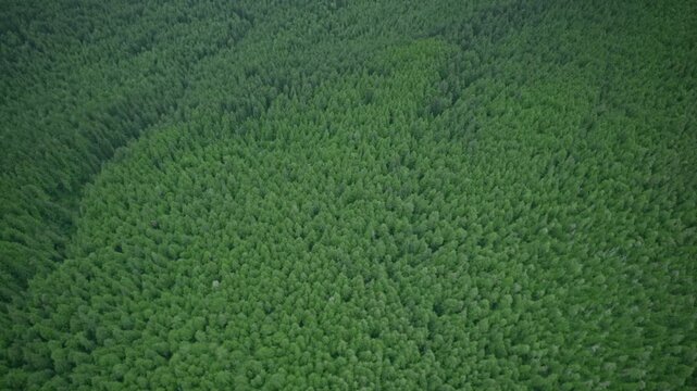 An aerial view moves over a dense forest, revealing closely spaced green treetops arranged in long, curving rows.
