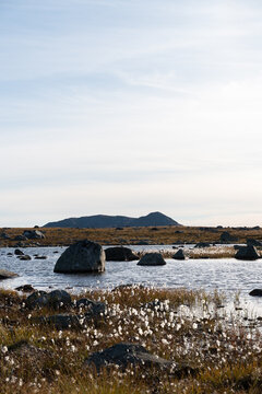 Norway tundra landscape with lake, rocks, cotton flowers, and mountain