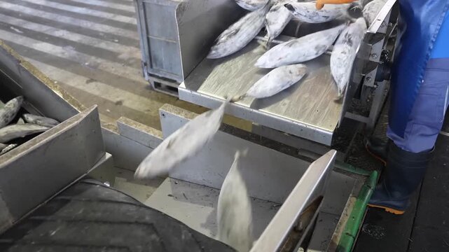 Frozen bonito fish sliding down stainless steel chute into sorting machine at fishing port