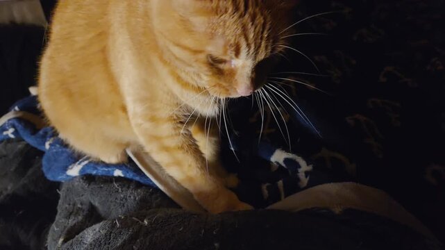 A content orange tabby rhythmically kneads a soft blanket with its paws, showing the soothing feline behavior affectionately known as making biscuits.
