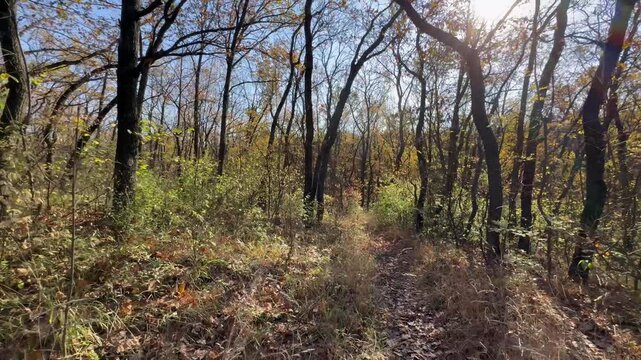 forest in autumn