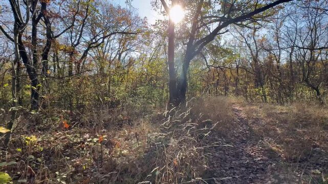 trees in the forest
