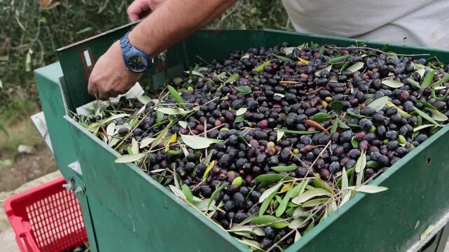 Farmer sorting freshly harvested black olives filled inside the green hopper of a cleaning machine outdoors, preparing organic crop for extra virgin oil extraction