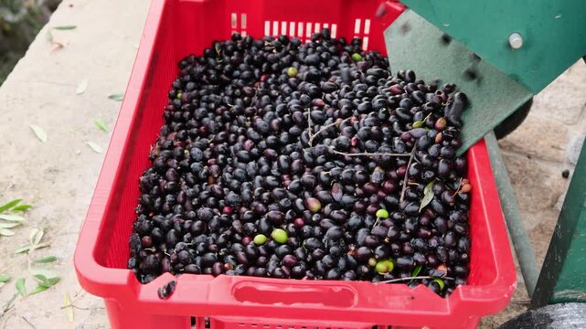 Ripe black olives falling from the chute of a mechanical defoliator separator into a red plastic crate during autumn harvesting on a traditional mediterranean farm