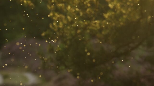 Swarm of tiny bugs flying at golden hour with blurry trees in background