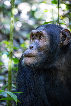 Adult chimpanzee, pan troglodytes, in the tropical rainforest of Kibale National Park, western Uganda. The park conservation programme means that some troupes are habituated for human contact.
