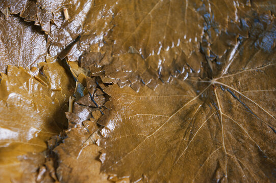 Pickled grape leaf texture background. Traditional brined ingredient for dolma rolls