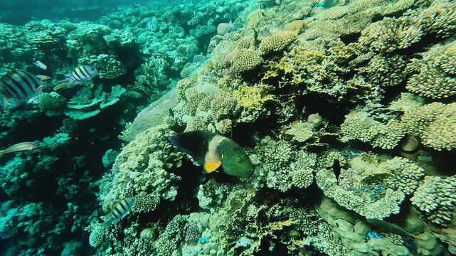 Colorful fish swimming over coral reef in Red sea