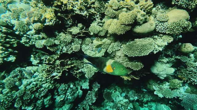 Cheilinus lunulatus fish at coral reef in Red sea. Egypt underwater